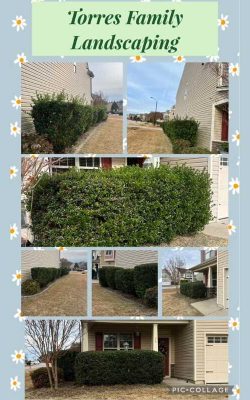 Professional Landscaping Service in NC (4)